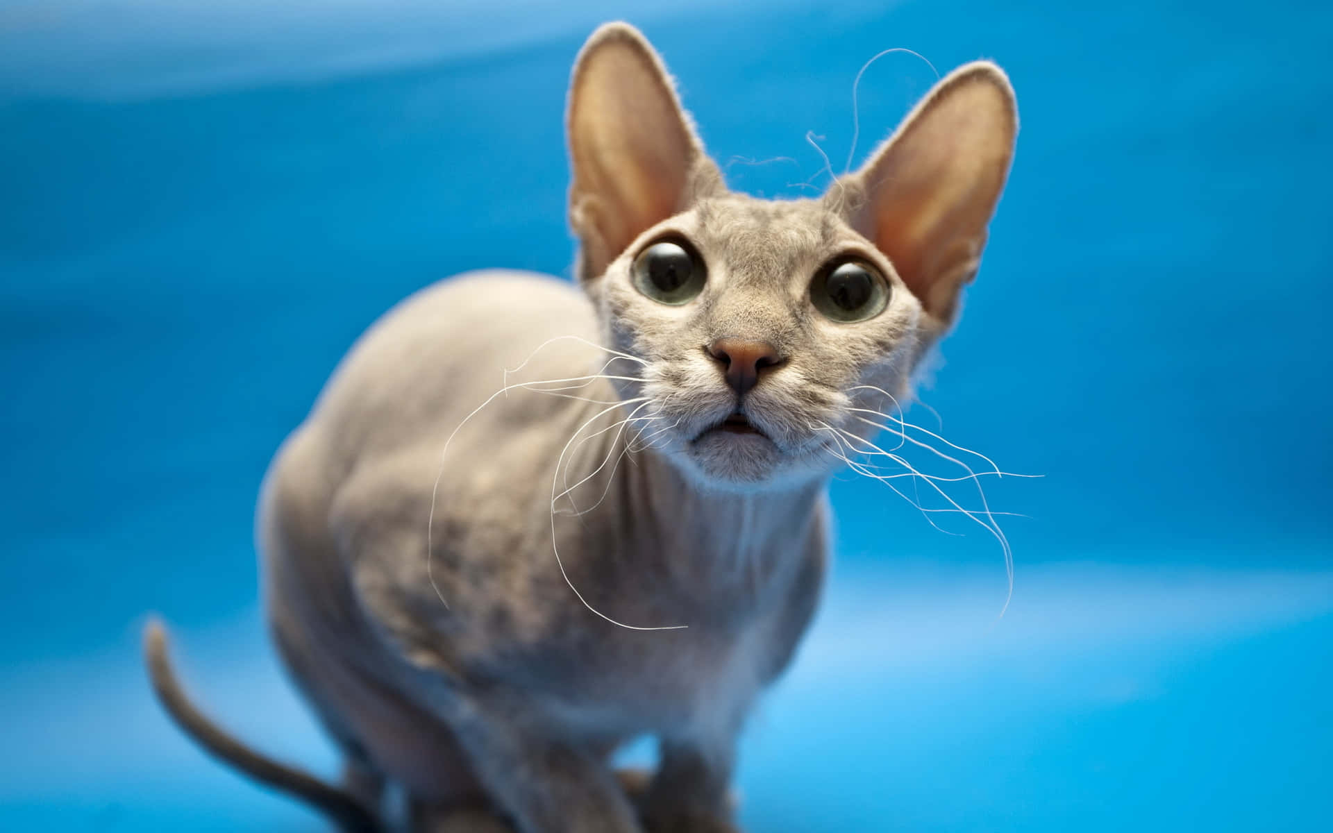 Majestic Sphynx Cat in Close-Up Wallpaper