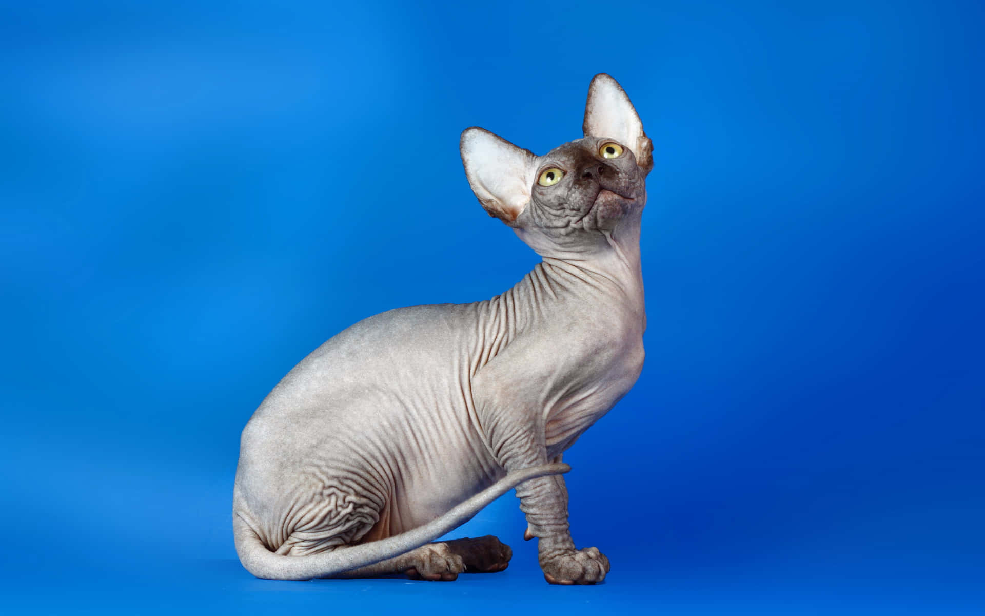 Majestic Sphynx Cat Posing for the Camera Wallpaper