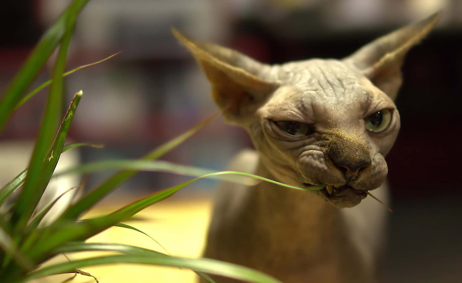A hairless Sphynx cat gazing intently with its mesmerizing green eyes Wallpaper