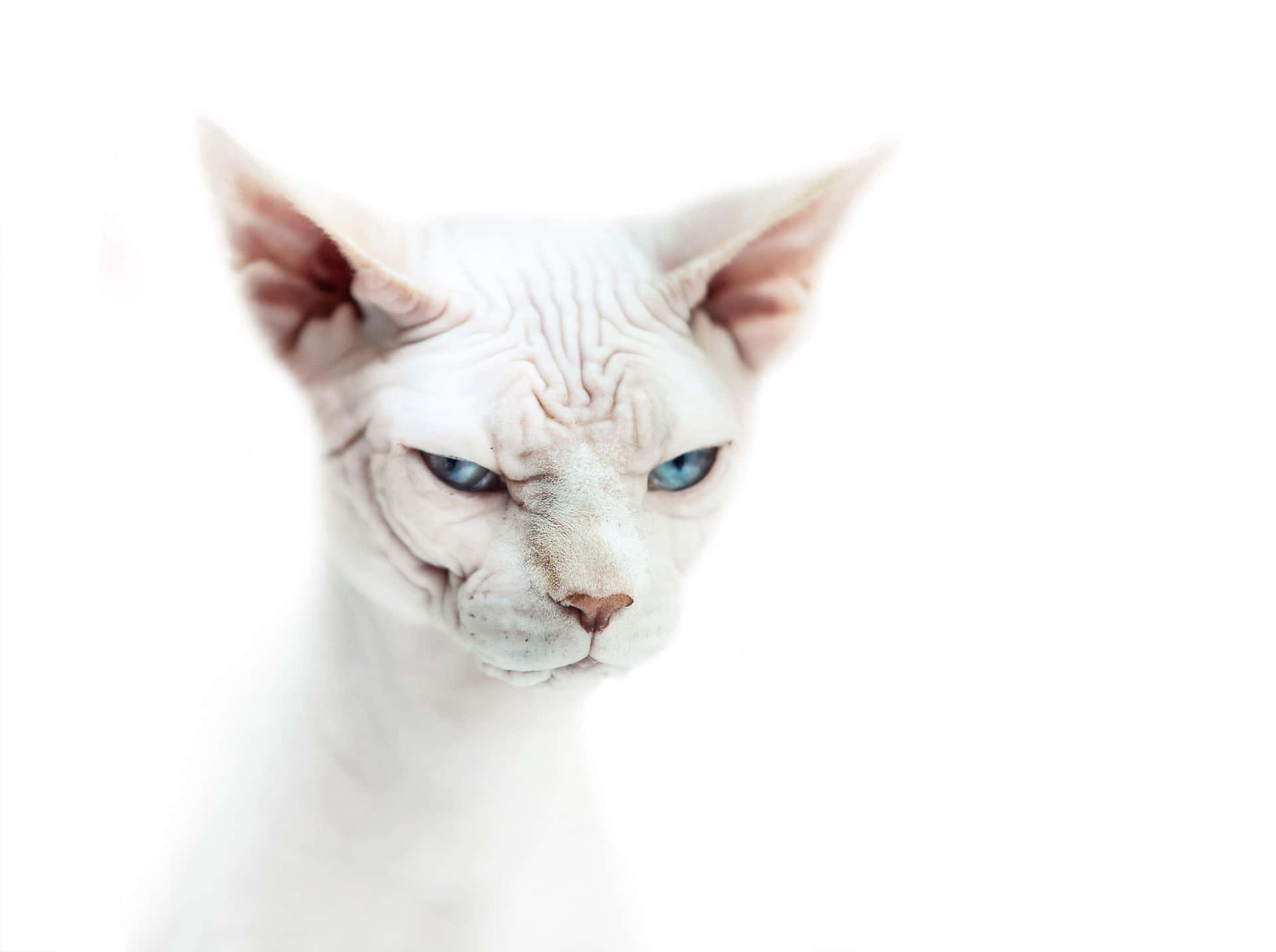 Verbluffende Sphynx Kat Die Elegantly Poseert Achtergrond