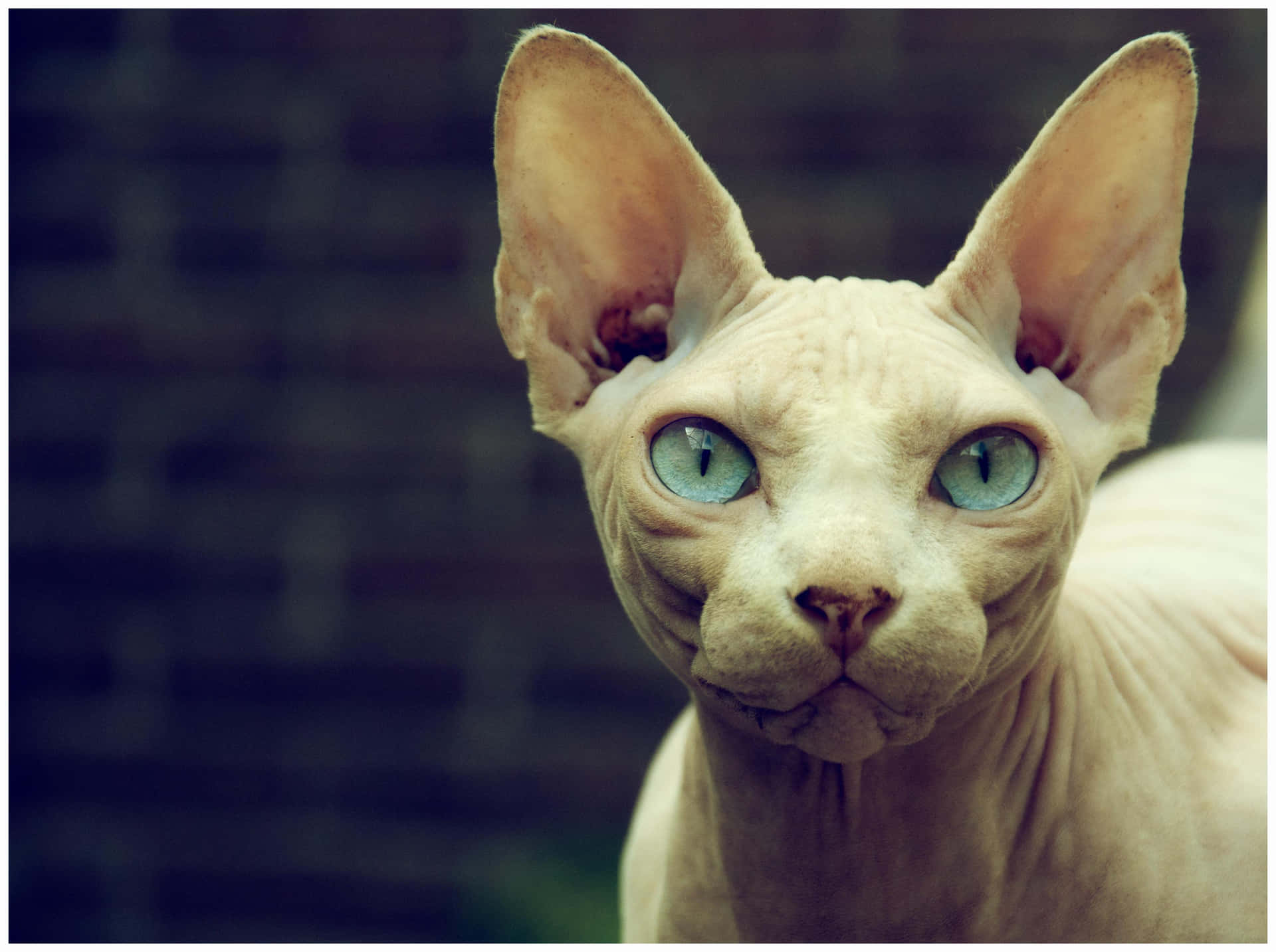 Majestueuze Sphynx Kat In Een Gezellige Sfeer Achtergrond