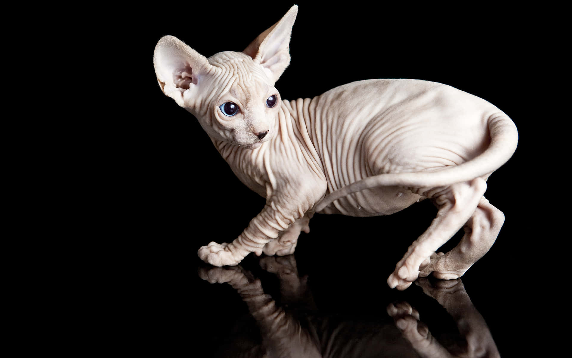 Majestueuze Sphynx Kat Die Op Tapijt Liggen Achtergrond