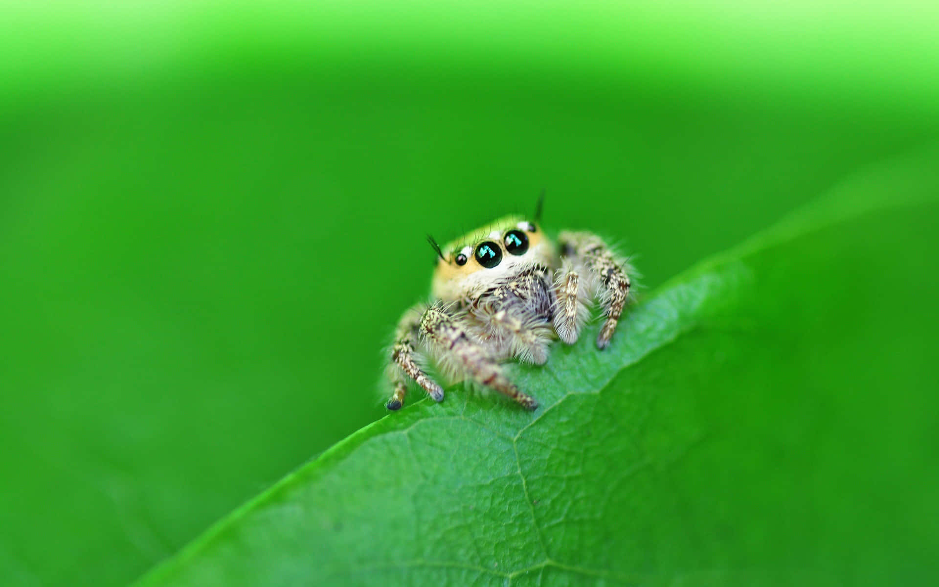 Enskrämmande Vacker Närbild Av En Spindel