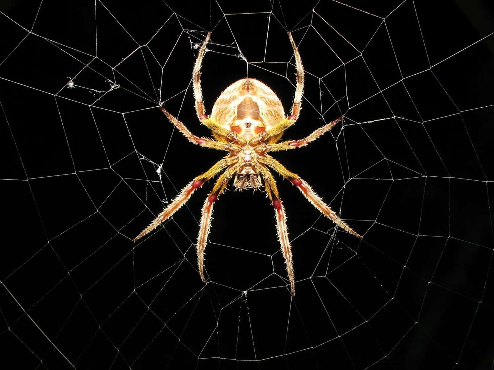 A Spider Sits In Its Web At Night