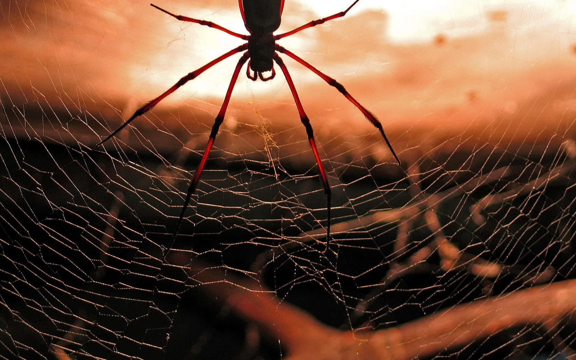 A close-up view of a spider in its natural environment