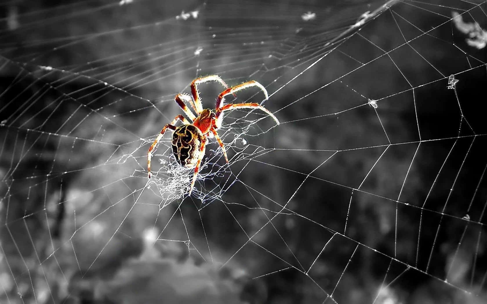 A beautiful spider perched atop a web.