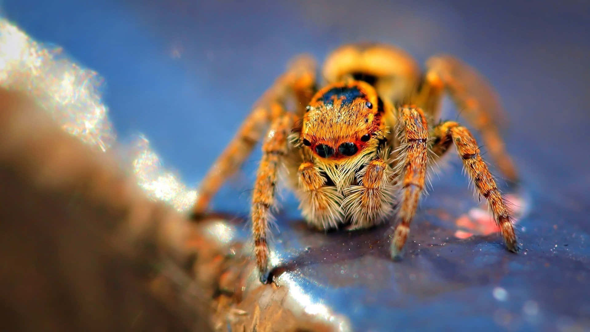 A Close Up of a Colorful Spider