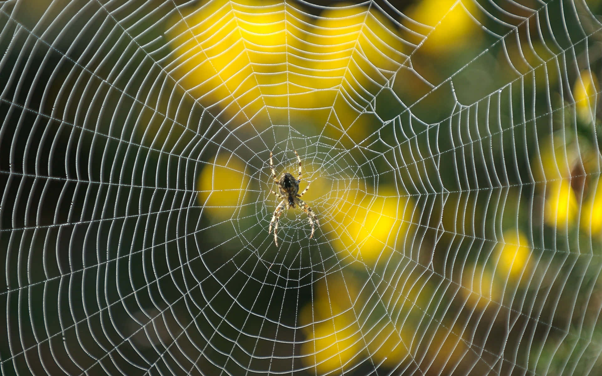 This beautiful golden colored spider is perched on a web.