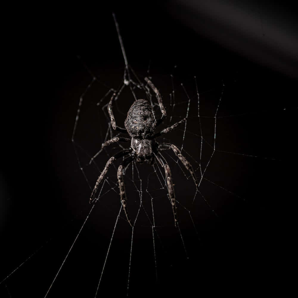 A Spider Sitting On Its Web In The Dark