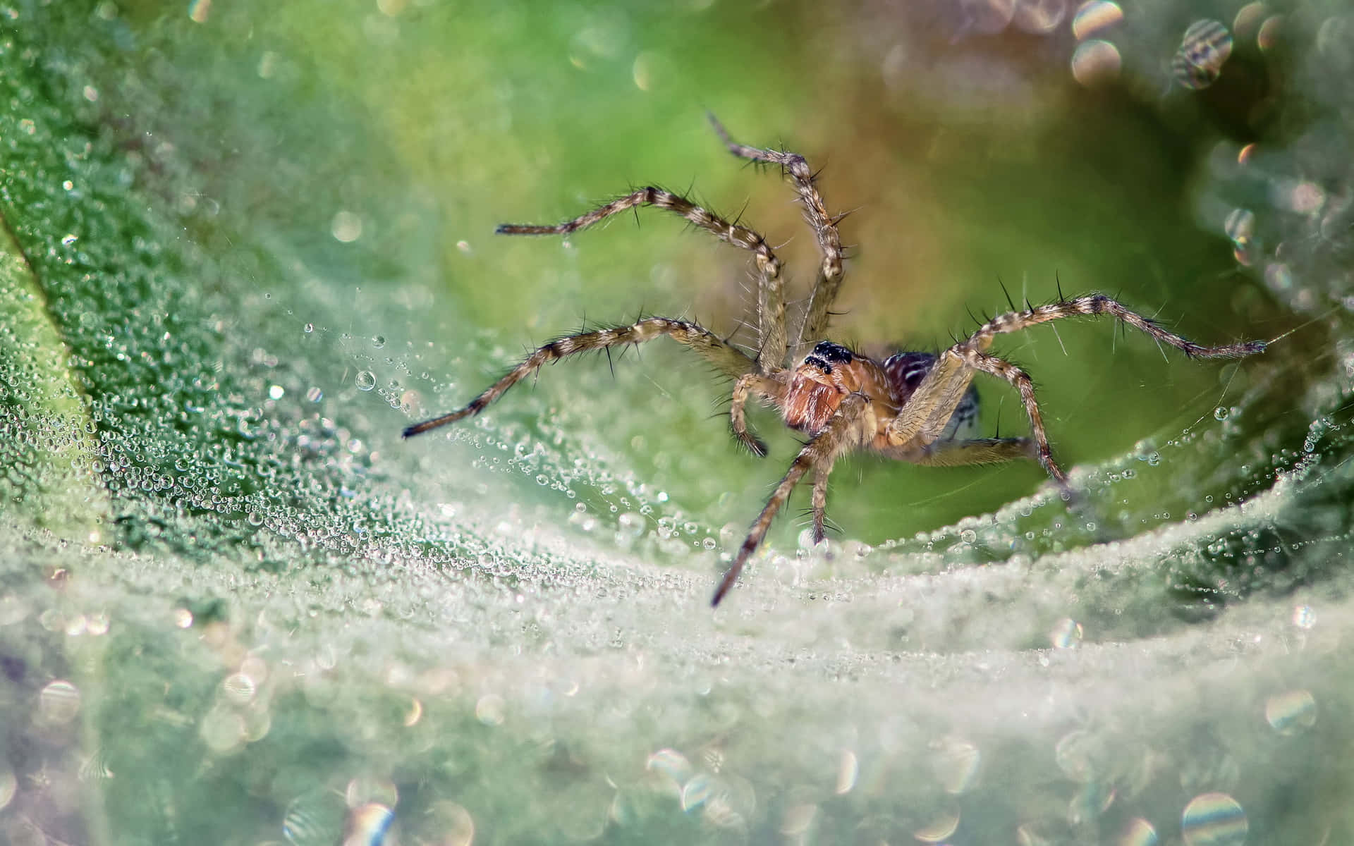 A Spider Sitting On A Web With Water Droplets