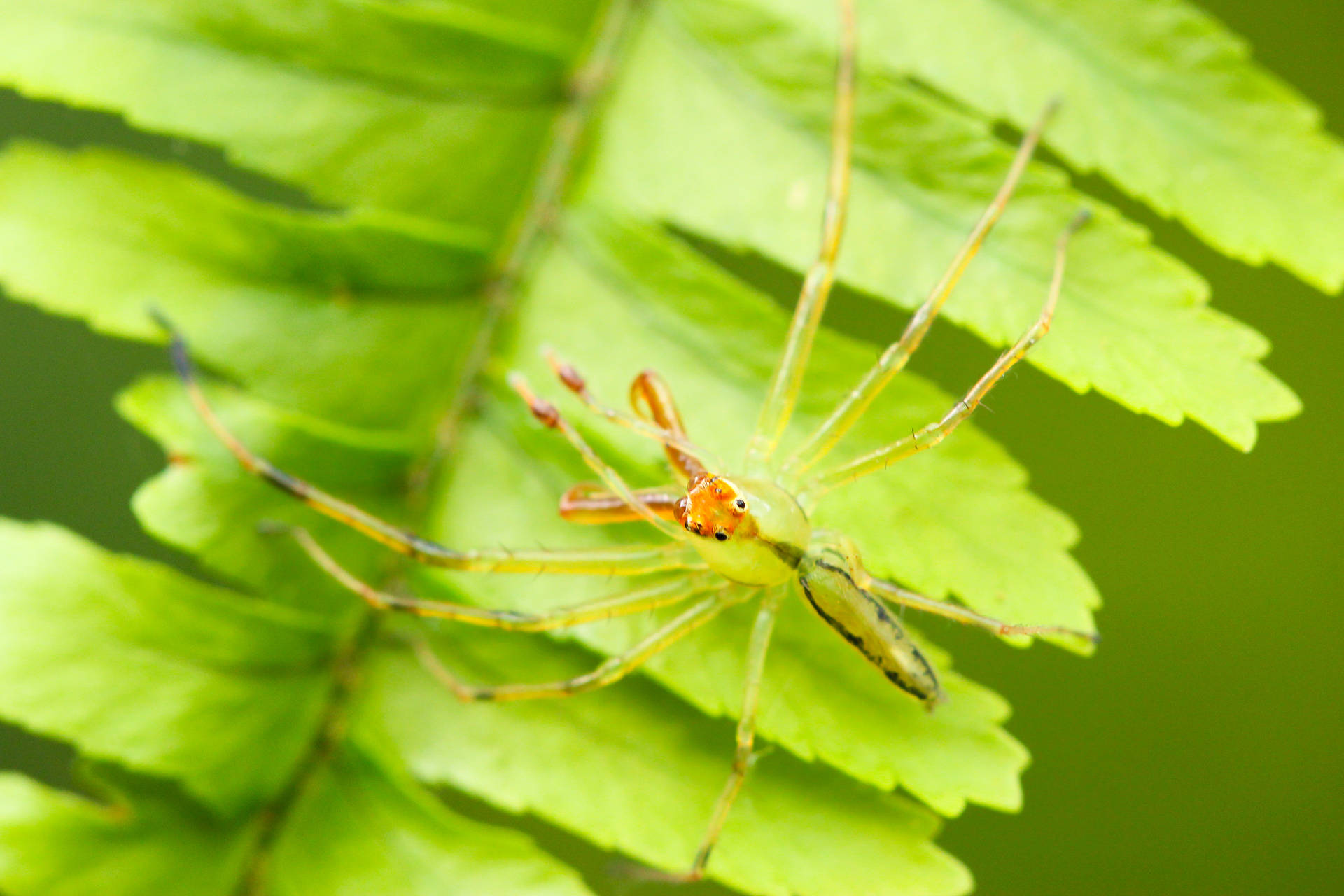 Spider Camouflaging On Green Leaf