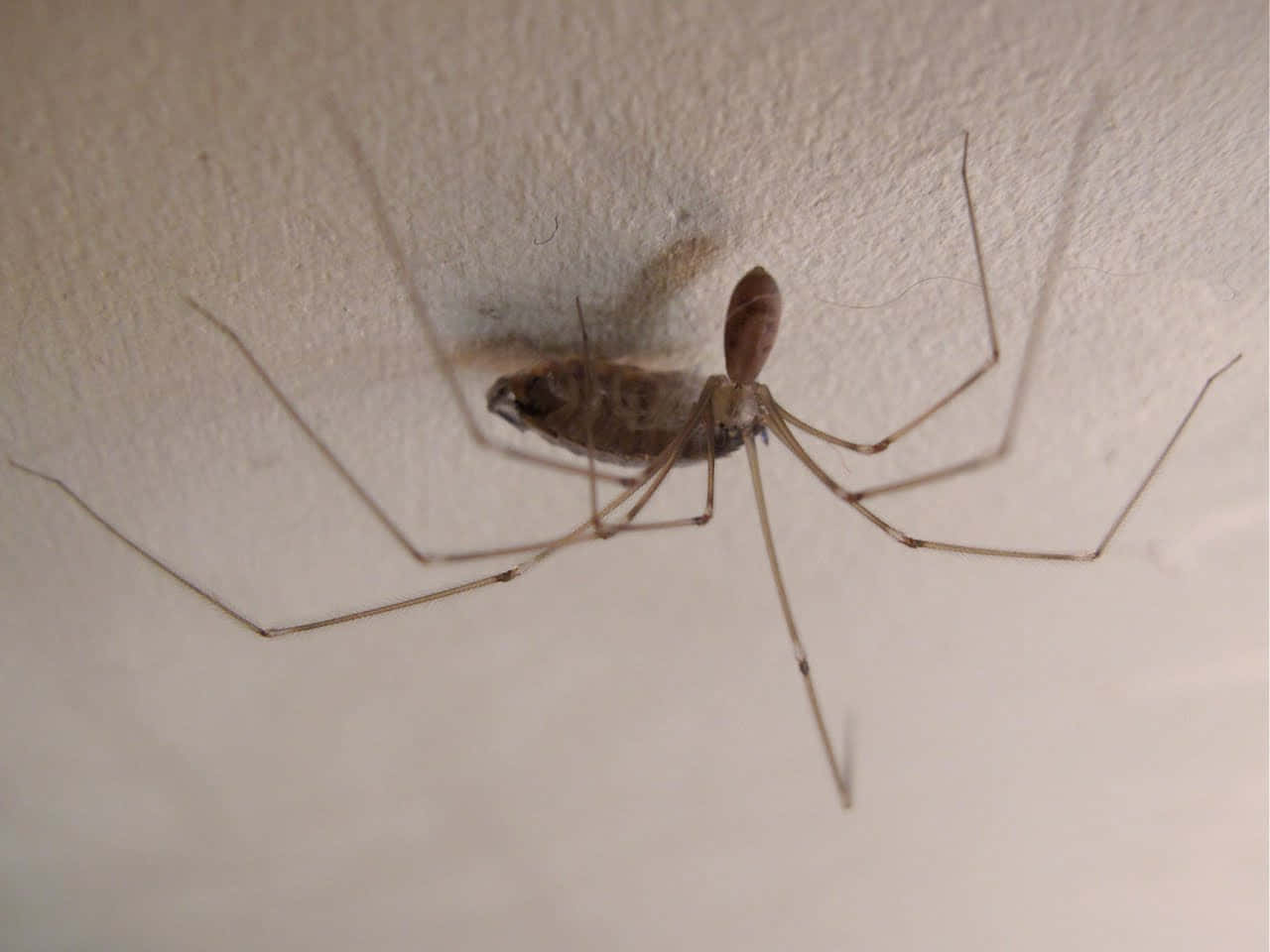Spider Caught Woodlouse Wallpaper