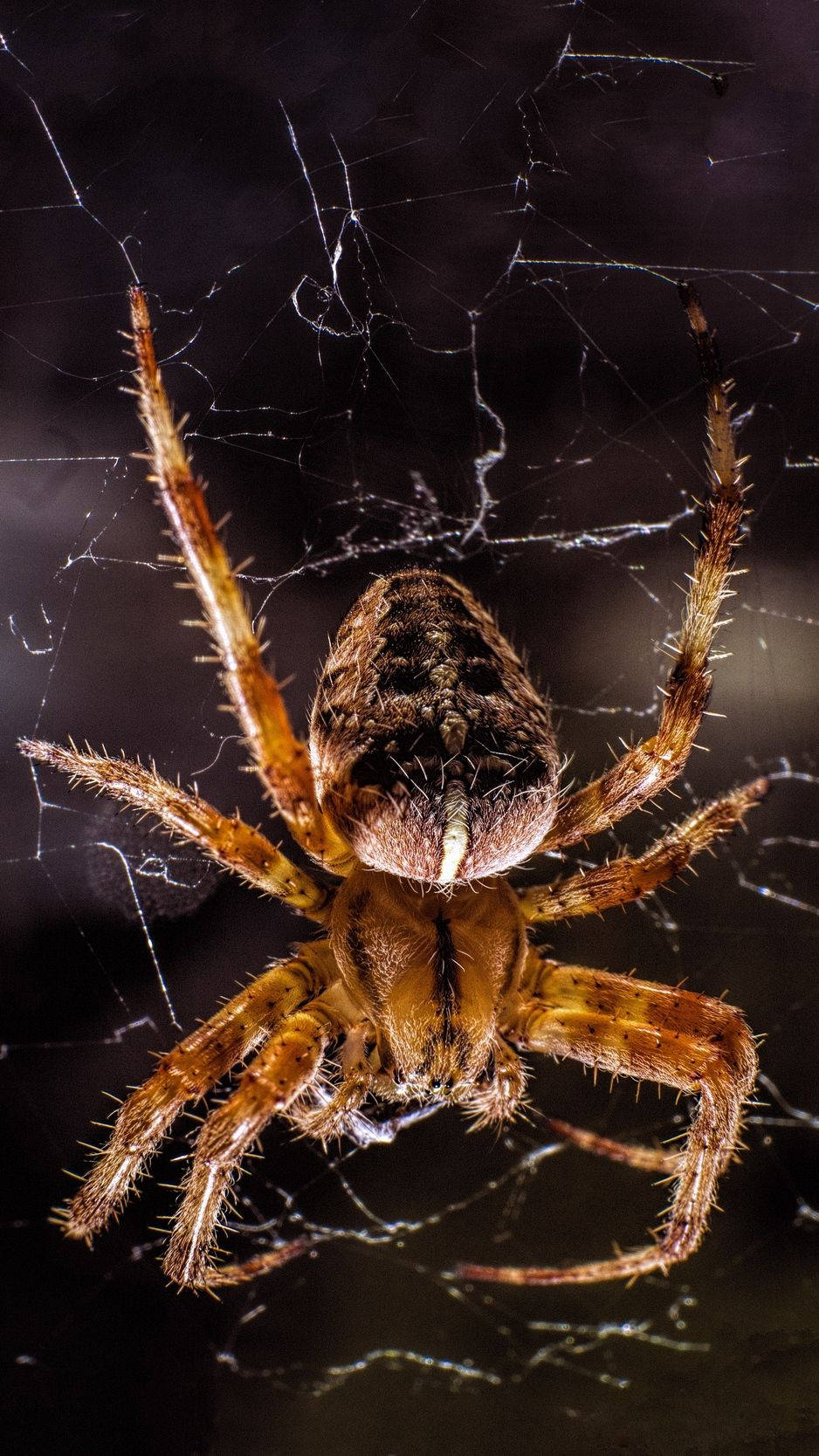 Spider Covered In Microscopic Hairs