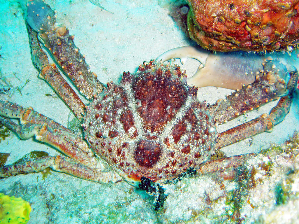 Spider Crab Camouflagedon Ocean Floor Wallpaper