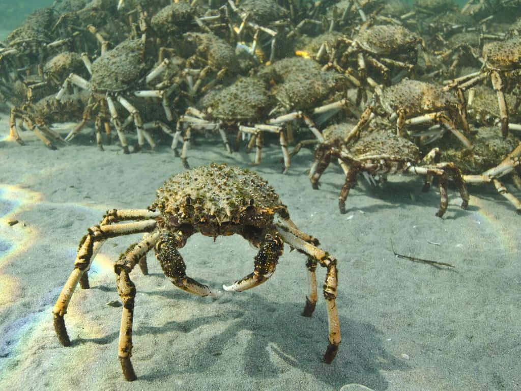 Spider Crab Migration Underwater Wallpaper