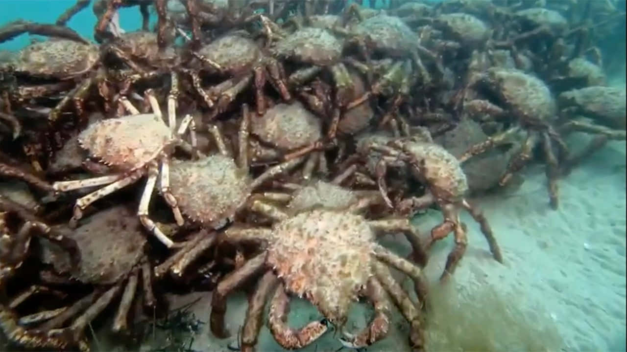 Spider Crab Migration Underwater Wallpaper