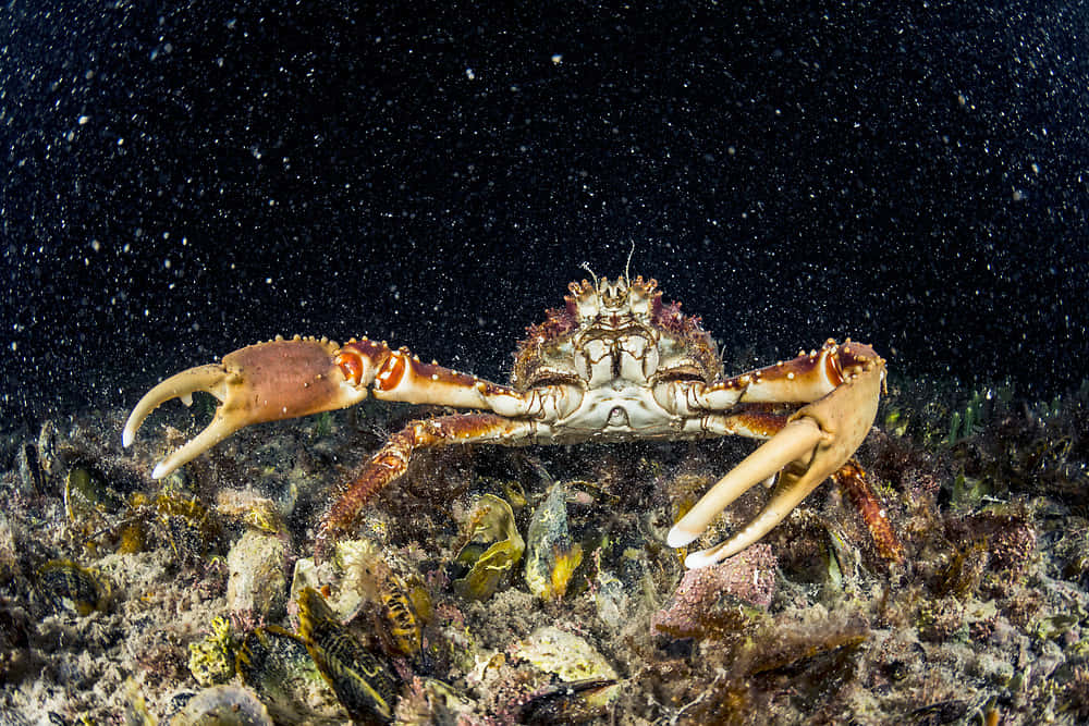 Spider Crabin Natural Habitat.jpg Wallpaper