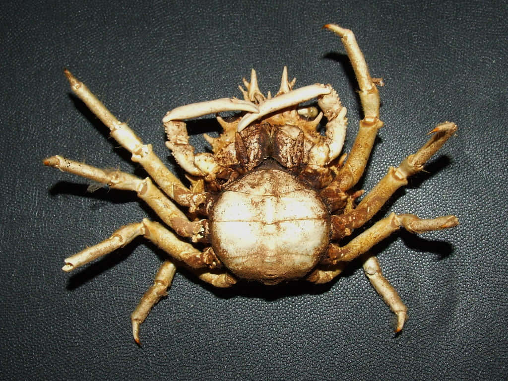Spider Crabon Black Background Wallpaper