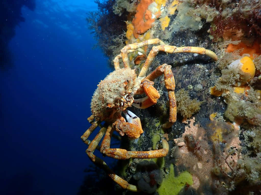 Spider Crabon Coral Reef Wallpaper