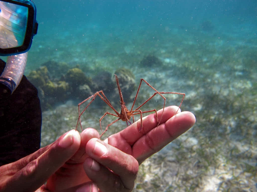 Spider Crabon Diver's Hand Underwater Wallpaper