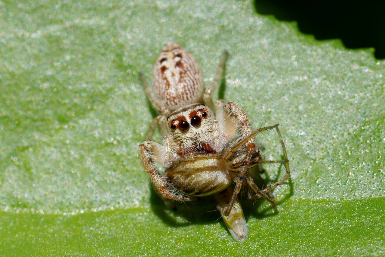 Arañacomiendo Una Araña. Fondo de pantalla