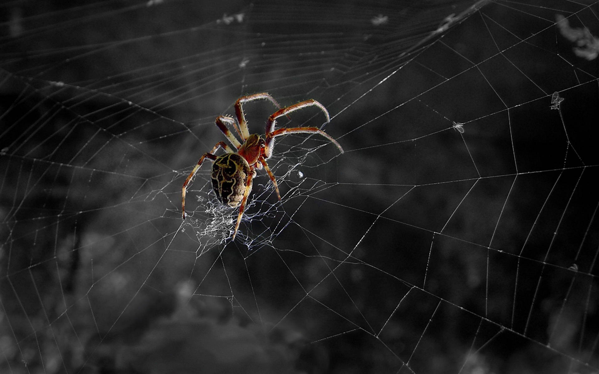 Spider Hviler På Sin Web Wallpaper