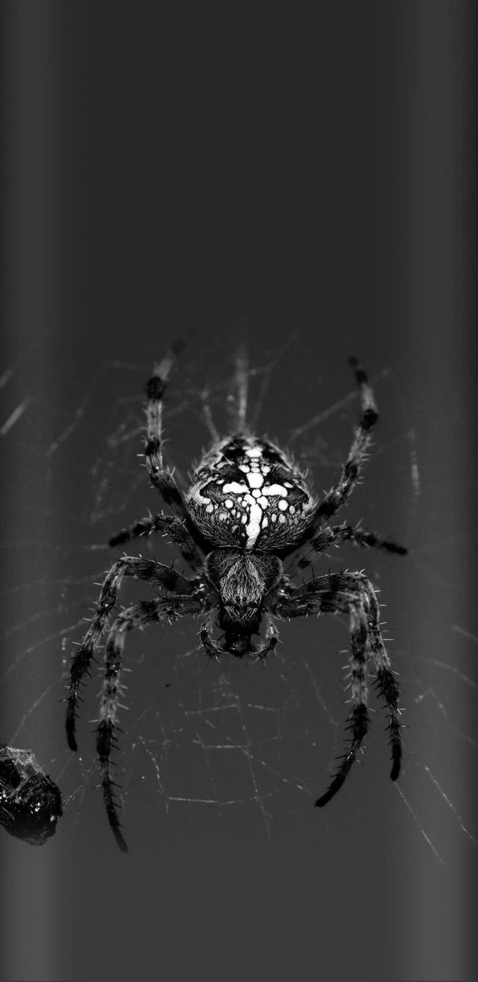 Spider In Greyscale Color