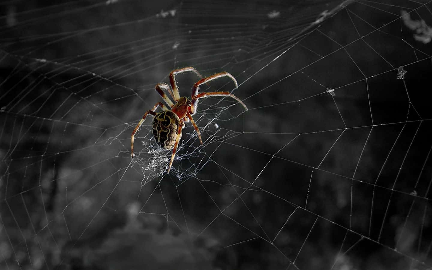 Spider Making Spider Web Background