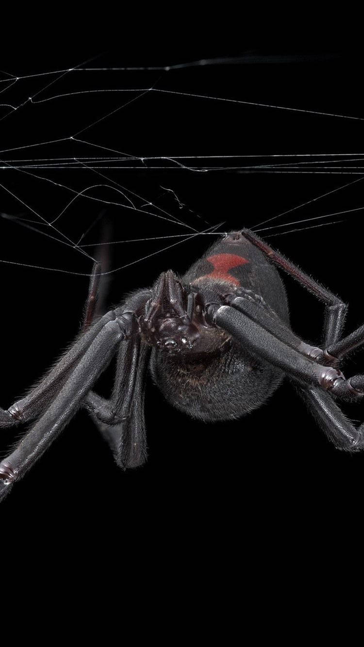 Spider Med Rød Timeglas Mærkning Wallpaper