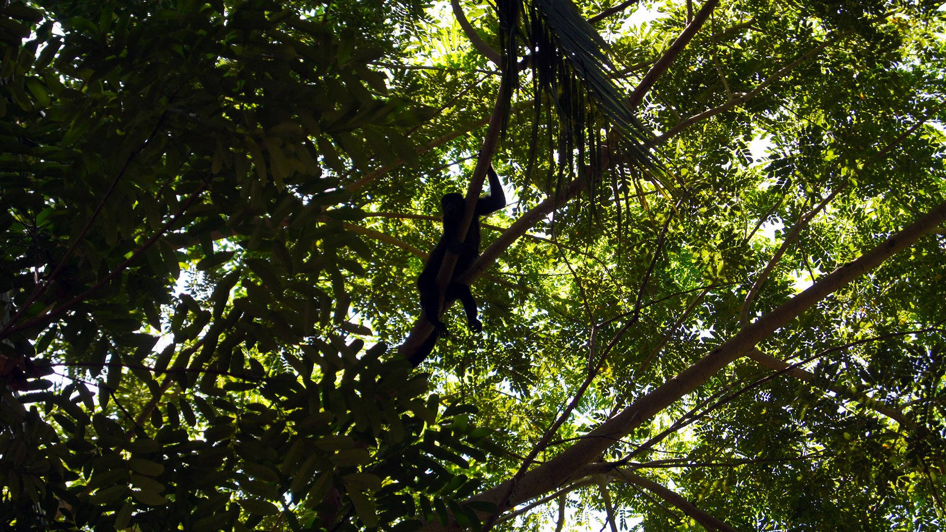 Spider Monkey Costa Rica