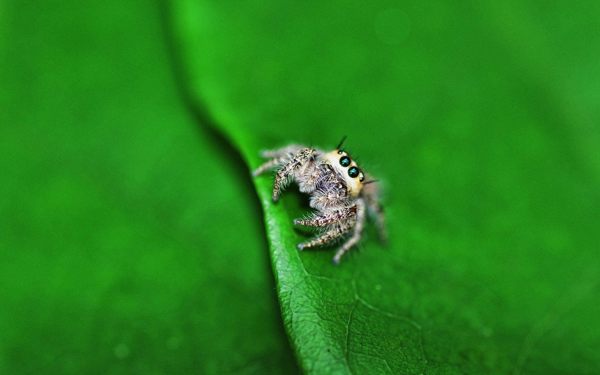 Spider On A Leaf