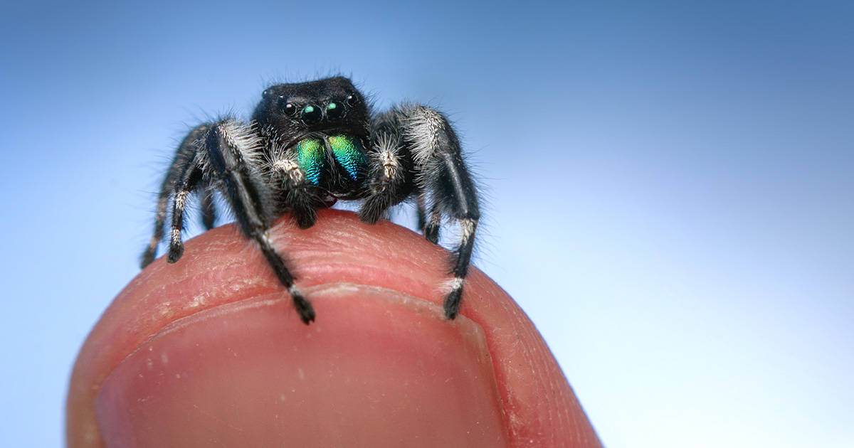 Spider On A Thumb