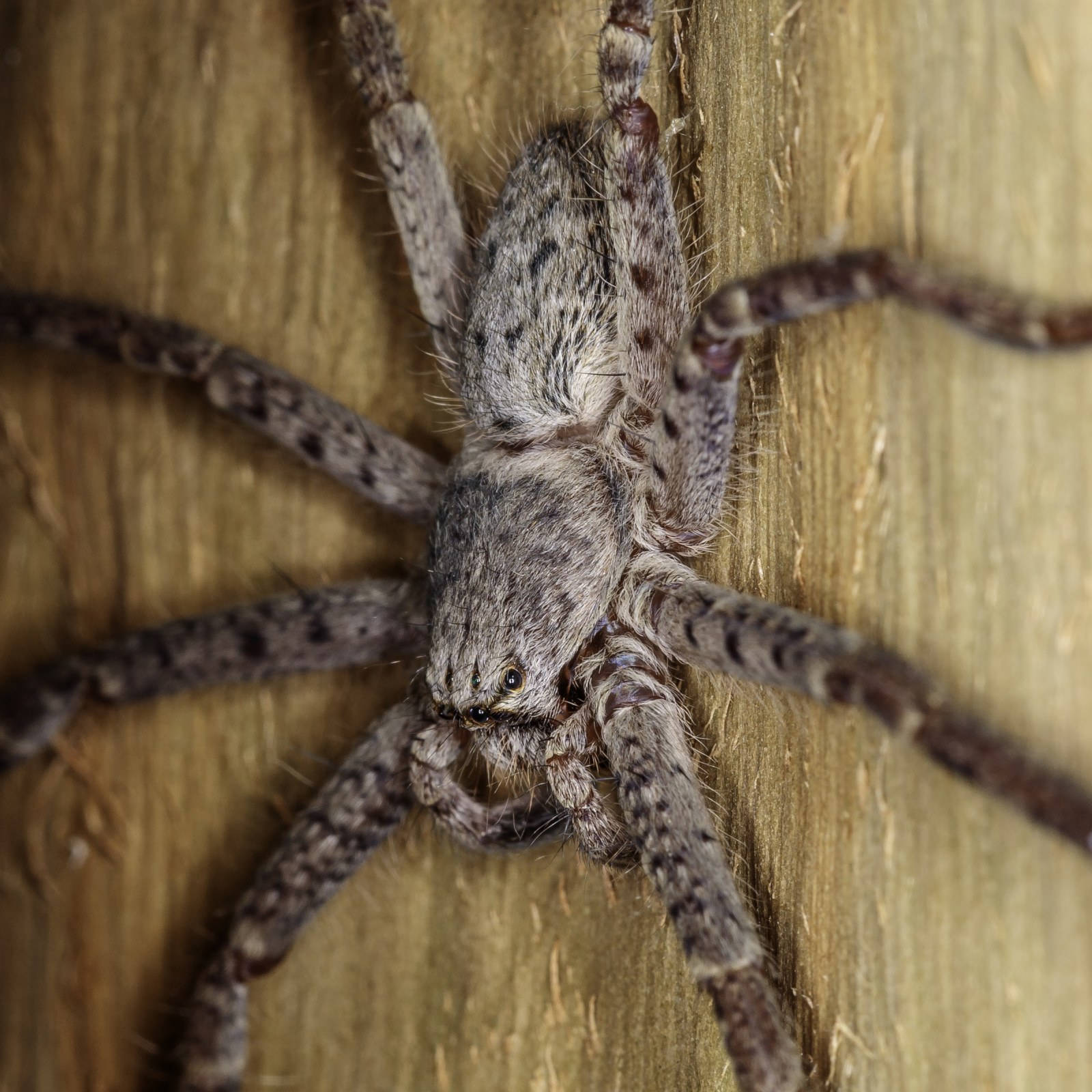 Spider On A Wooden Wall