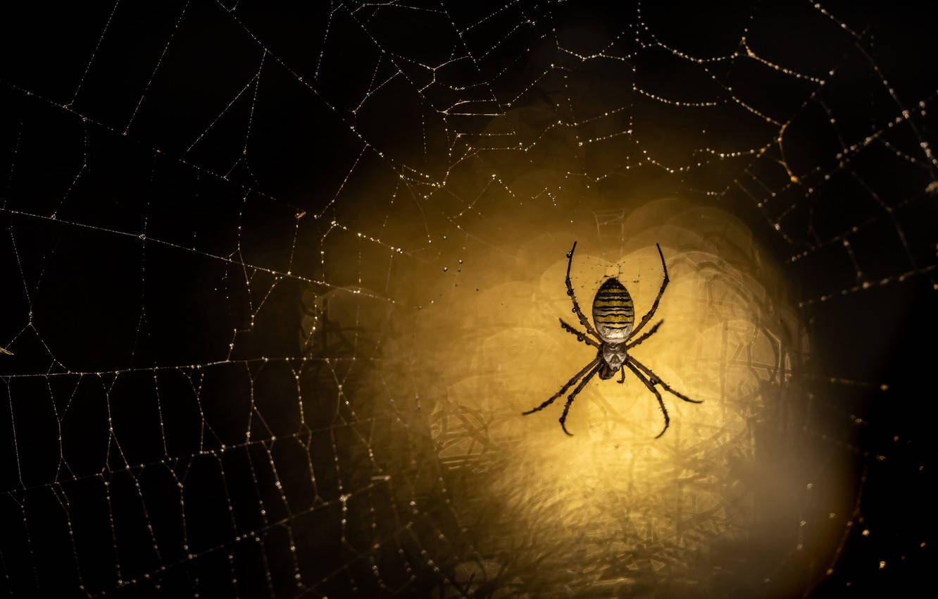 Spider On Glowing Yellow Web