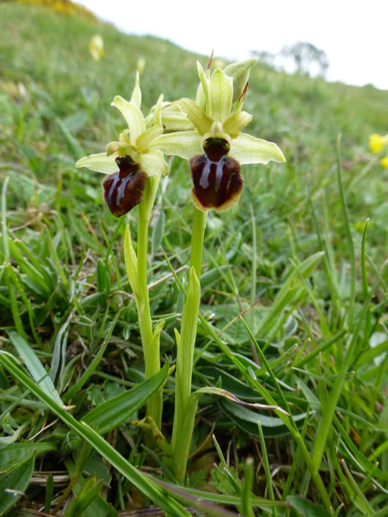 Spider Orchid Flowers Picture