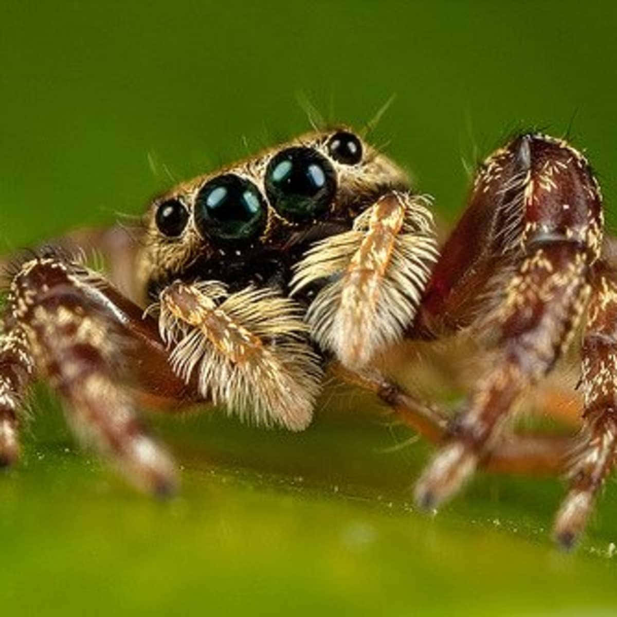 Spider Pictures