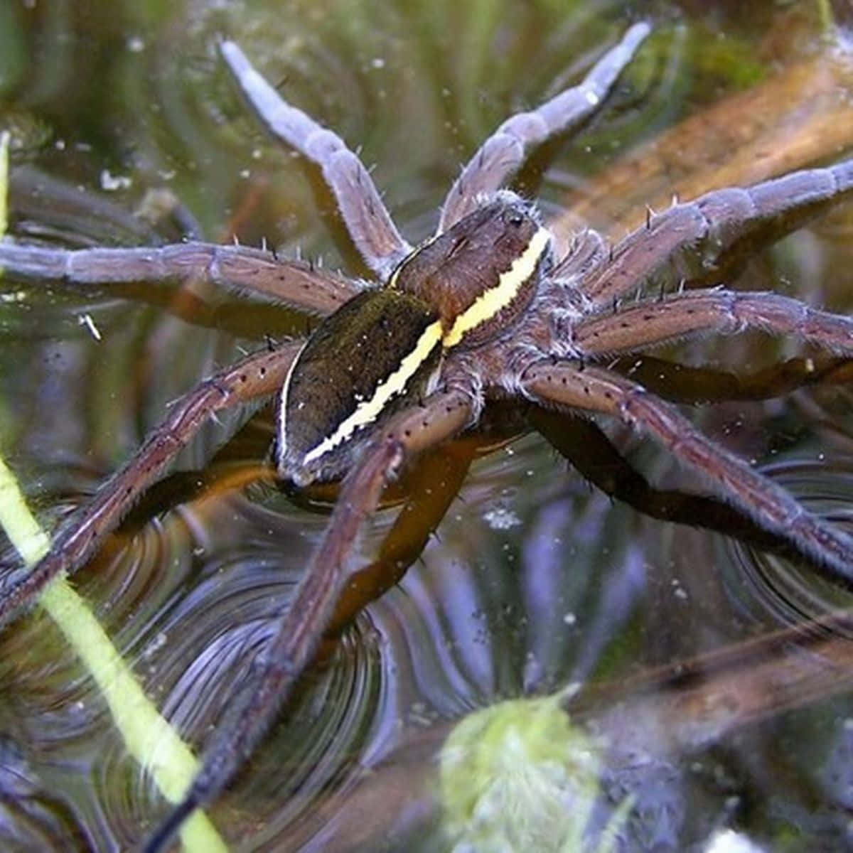 водяной паук фото