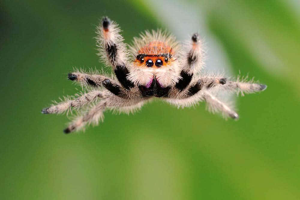 Spider Pictures