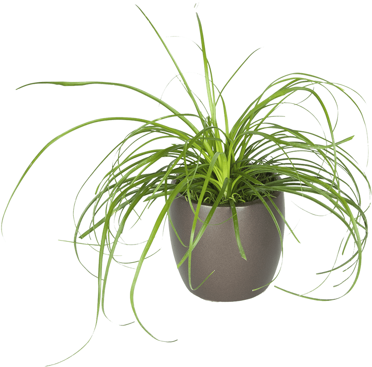 Spider Plantin Grey Pot PNG