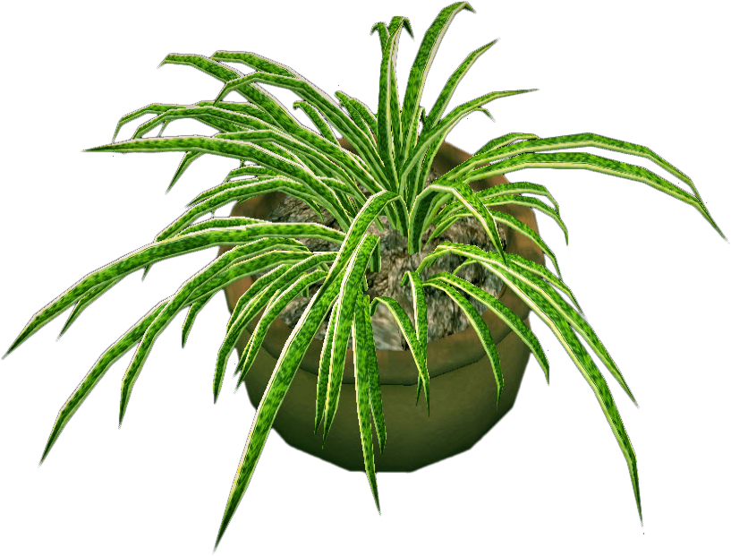 Spider Plantin Pot PNG