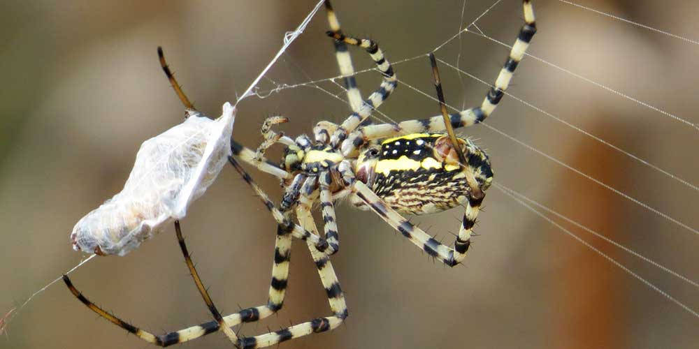 Spider Spinning Sin Web Wallpaper