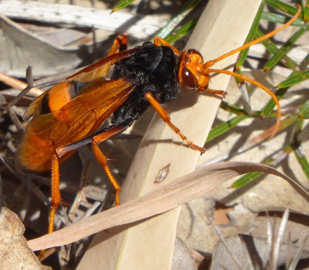 Spider Wasp Closeup Wallpaper