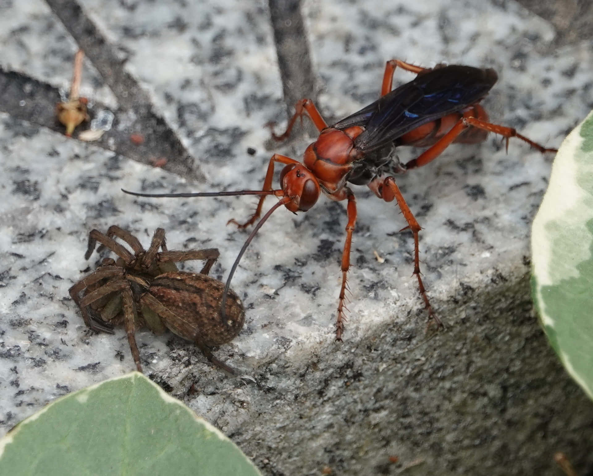 Spider Wasp Confrontation Wallpaper