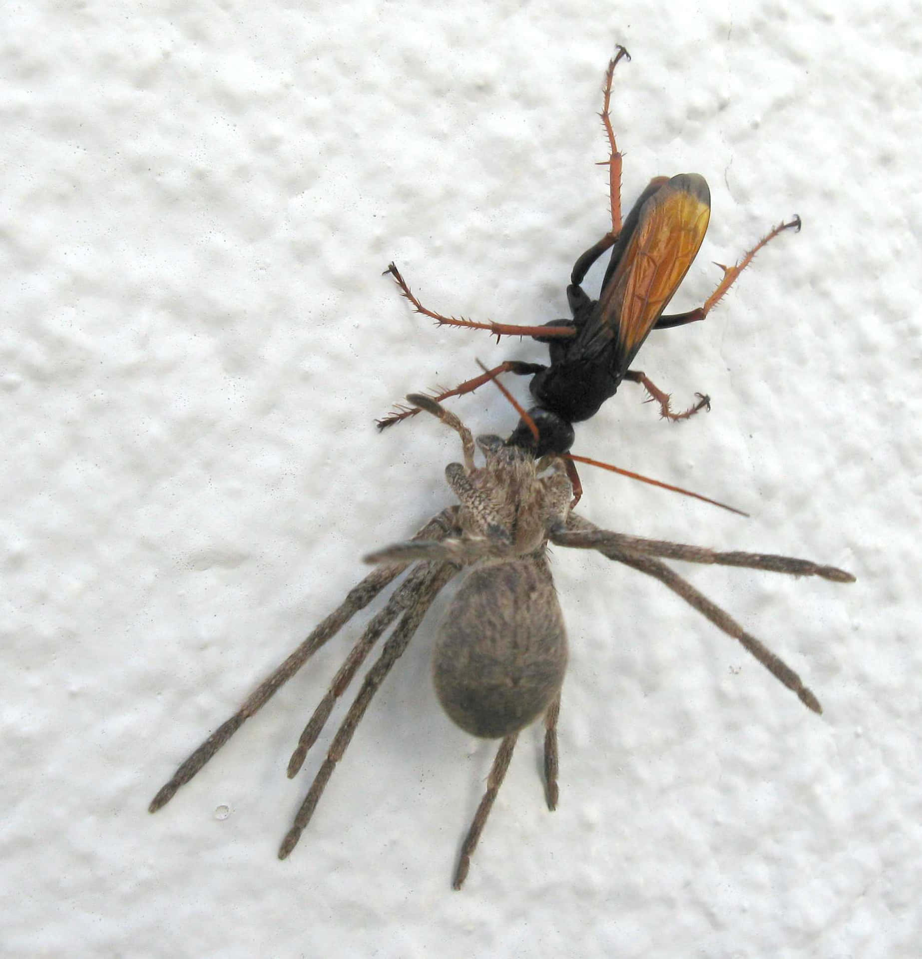 Spider Wasp Prey Interaction Wallpaper