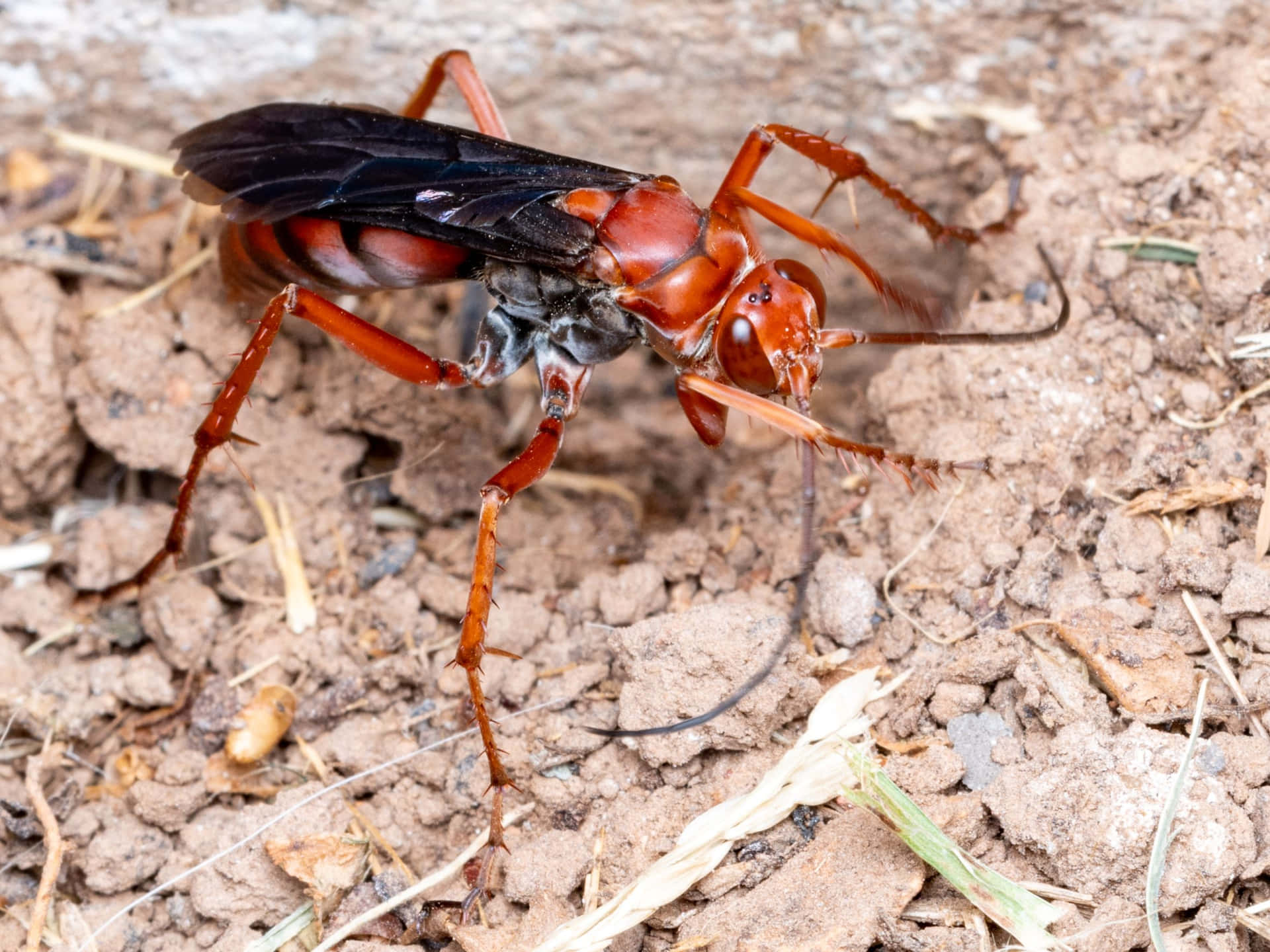 Spider Wasp With Prey Wallpaper