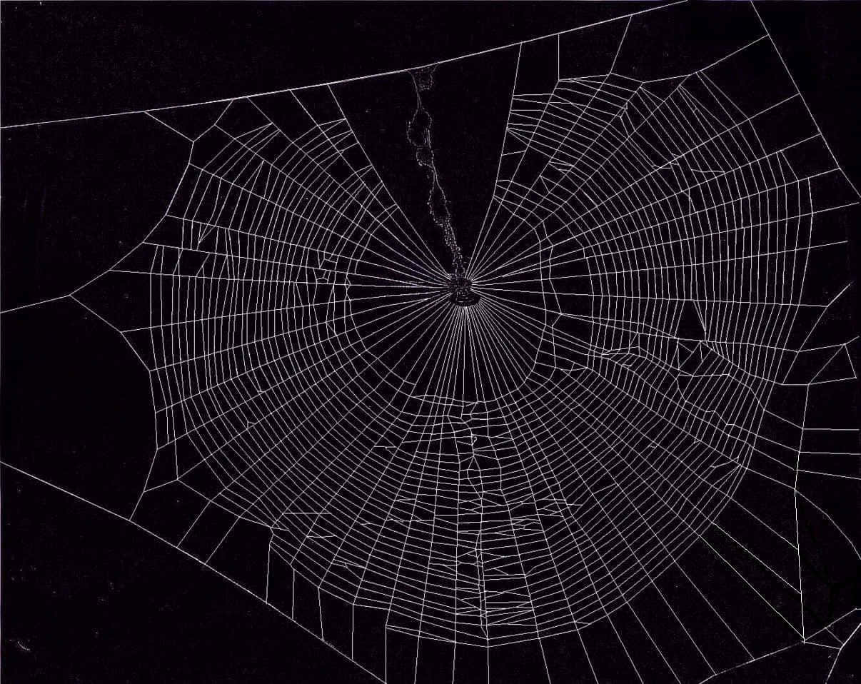 Spider Web Background Basic Black