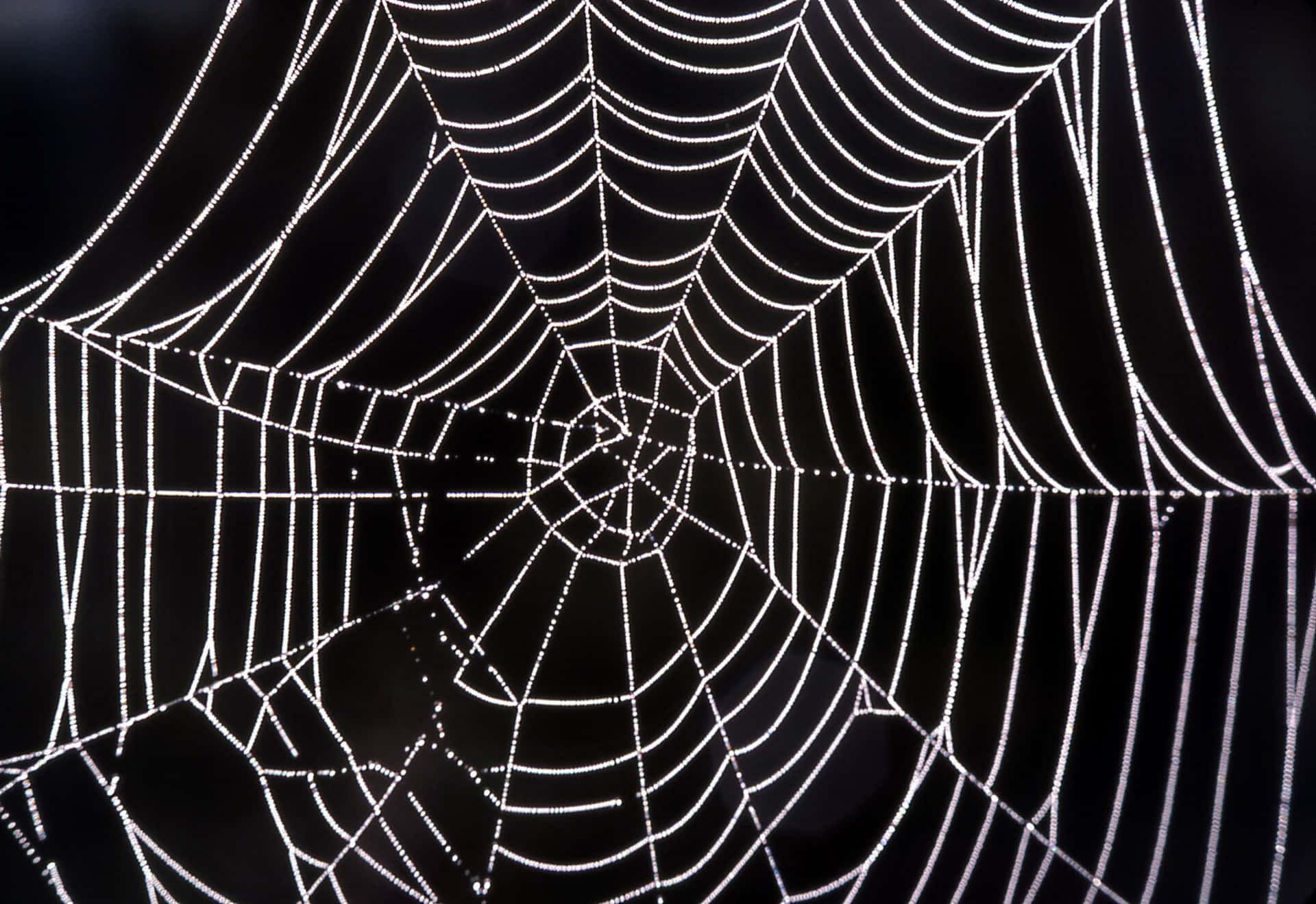 Spider Web Background Black And White Home Screen