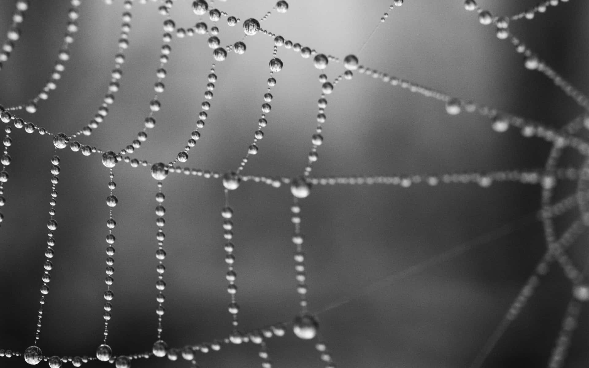 Spider Web Background Black Blur Water Drops