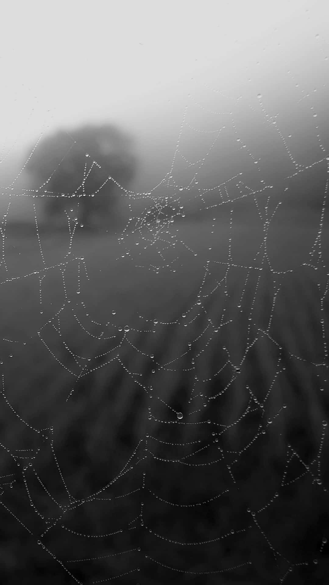 Spider Web Background Blur Black And White Aesthetic Background