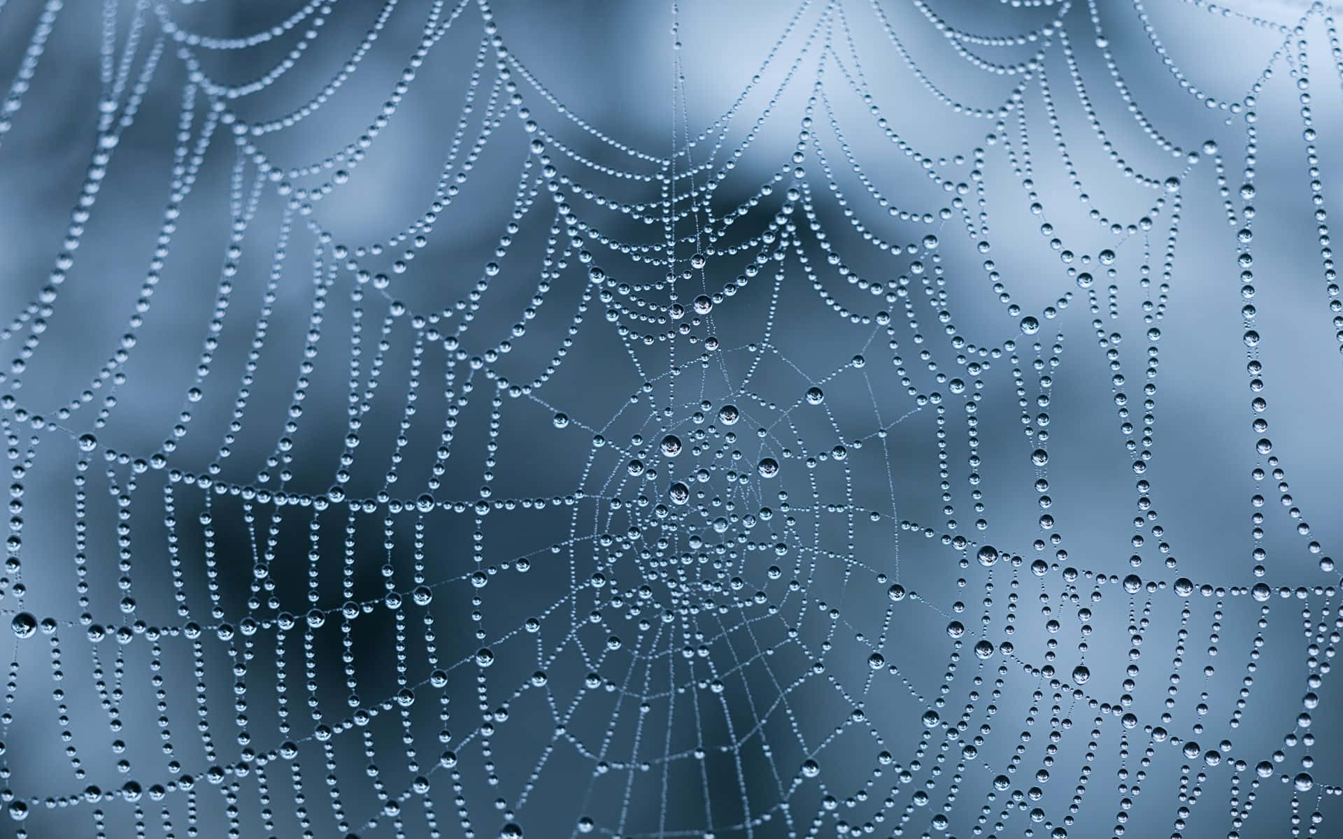 Spider Web Background Blur Home Screen Idea